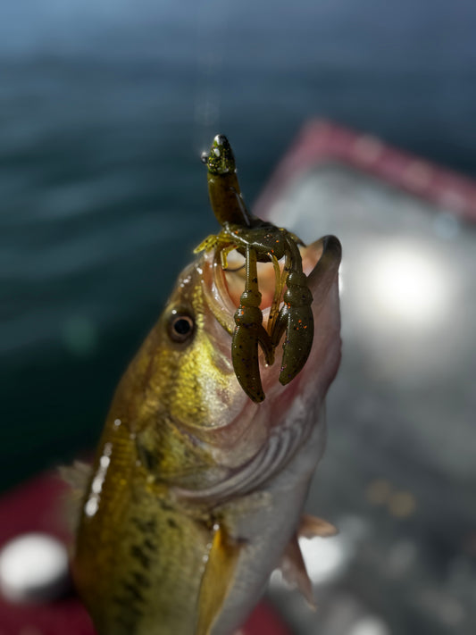 3 Inch Crawfish