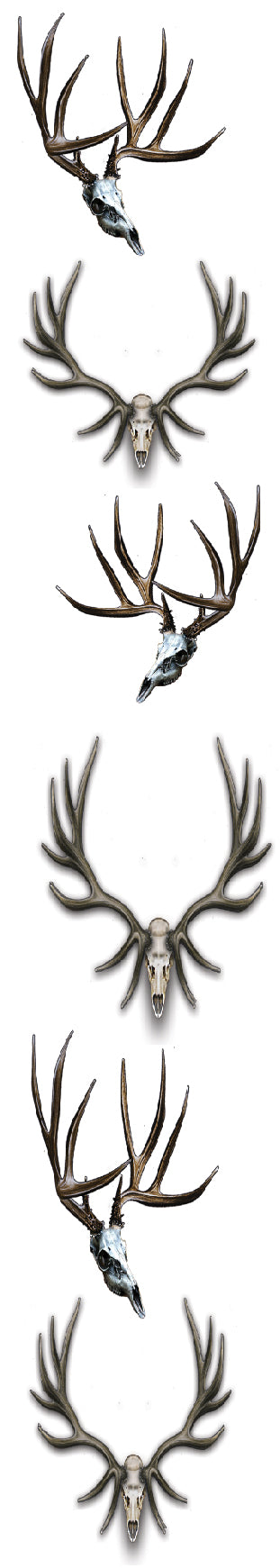 Mule Deer and Elk Skulls